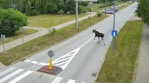 Łoś spaceruje po Koluszkach