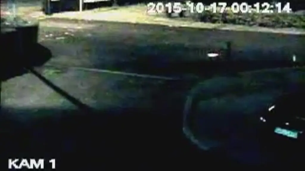 Niedźwiedzica i niedźwiadki w Zakopanem