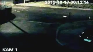 Niedźwiedzica i niedźwiadki w Zakopanem