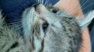 A fourth kitten was found at Szeregowa street