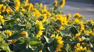 Słonecznikowe pole zakwitło w Gdyni 