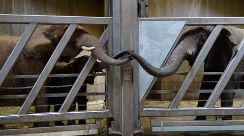 39-letni słoń po 12 latach rozłąki spotkał się ze swoją córką i wnuczkami