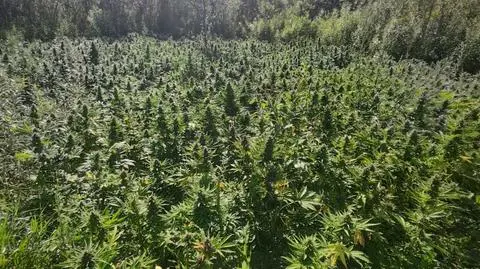Policja zlikwidowała nielegalną plantację konopi 