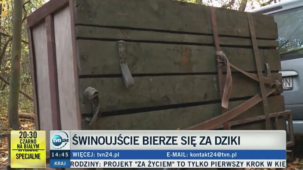 Dziki w Świnoujściu 
