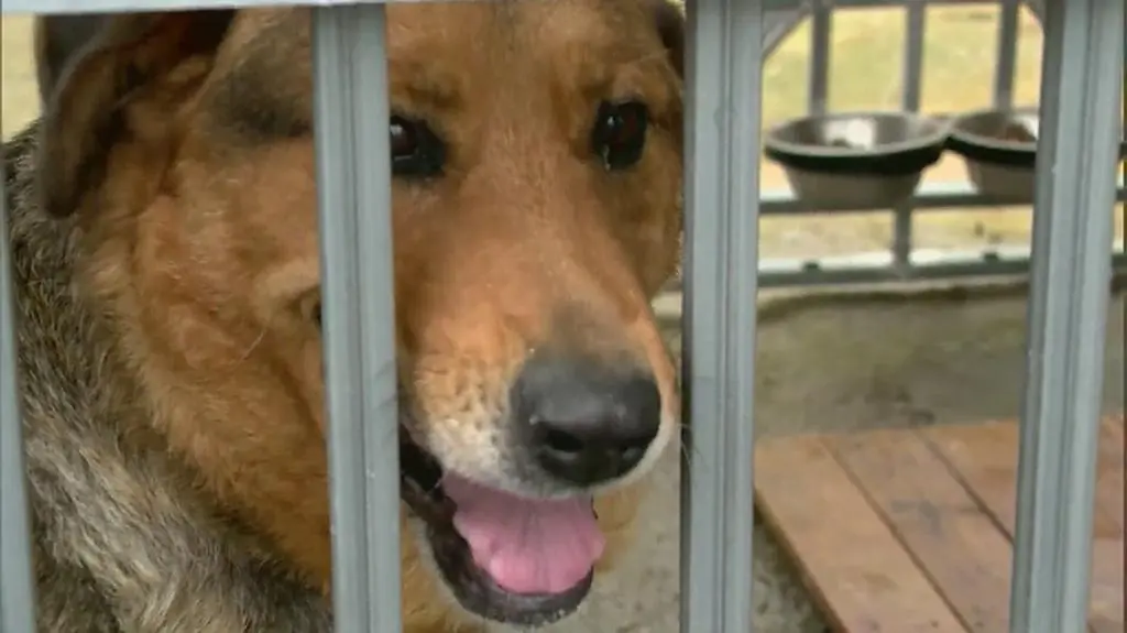 Suczka Sara jest pod opieką pracowników schroniska