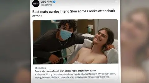 shark attack