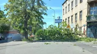 Na ulicę nagle runęło ogromne drzewo