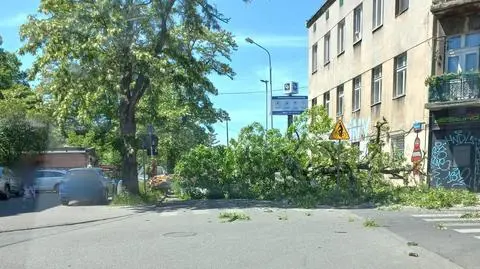 Na ulicę nagle runęło ogromne drzewo
