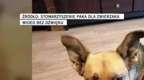 Stowarzyszenie Paka dla Zwierzaka