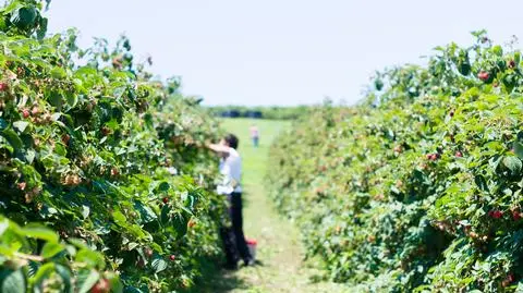 Ceny w dół, zapasy zalegają w magazynach. "Produkcja nie będzie opłacalna"