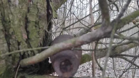 Bomba z czasów II wojny światowej na drzewie. "Nie było widać świeżych śladów ingerencji"