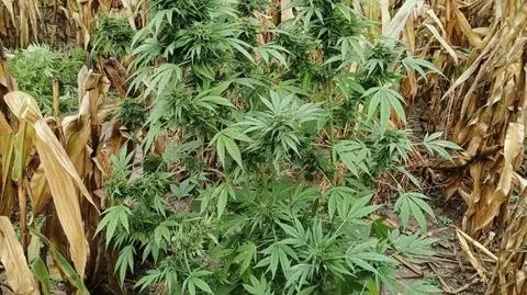 Na polu kukurydzy miał dodatkową plantację. Zebrał i przetworzył plony, wtedy zapukali do jego drzwi