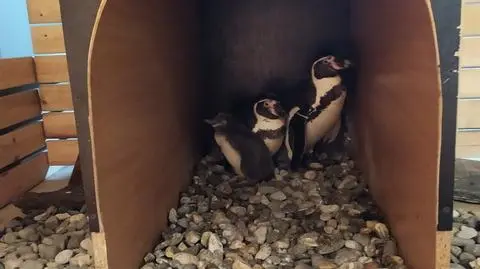Pingwin Humboldta urodził się w śląskim ogrodzie zoologicznym