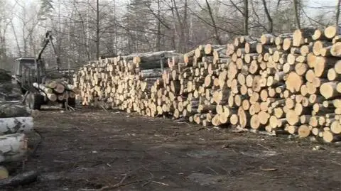 Zniknie połowa lasu w centrum miasta. "Żeby ludzie byli bezpieczni"