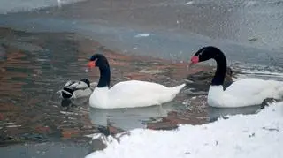 Kaczki w zoo nie boją się zimy