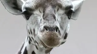 Początkowo krakowskie żyrafy będą pokazywane w pawilonie żyrafiarni