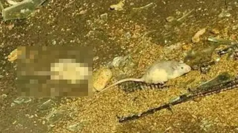 Wyrzucone na bruk gryzonie
