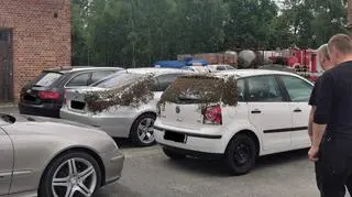 Pszczele rodziny na samochodach