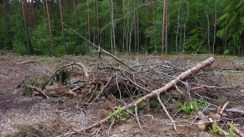Rosną ceny energii, ministerstwo zachęca do zbierania chrustu