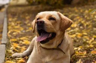 Pies, labrador