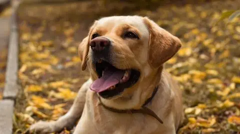 Pies, labrador