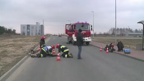 Wyciąganie kota ze studzienki kanalizacyjnej