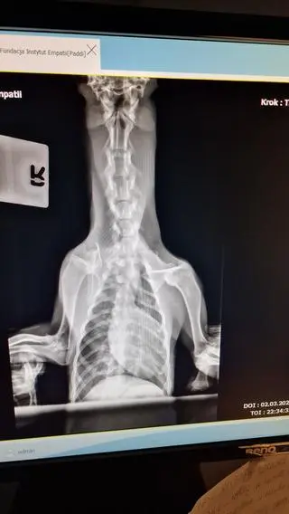 Zwierzę trafiło do specjalistycznego szpitala neurologicznego 
