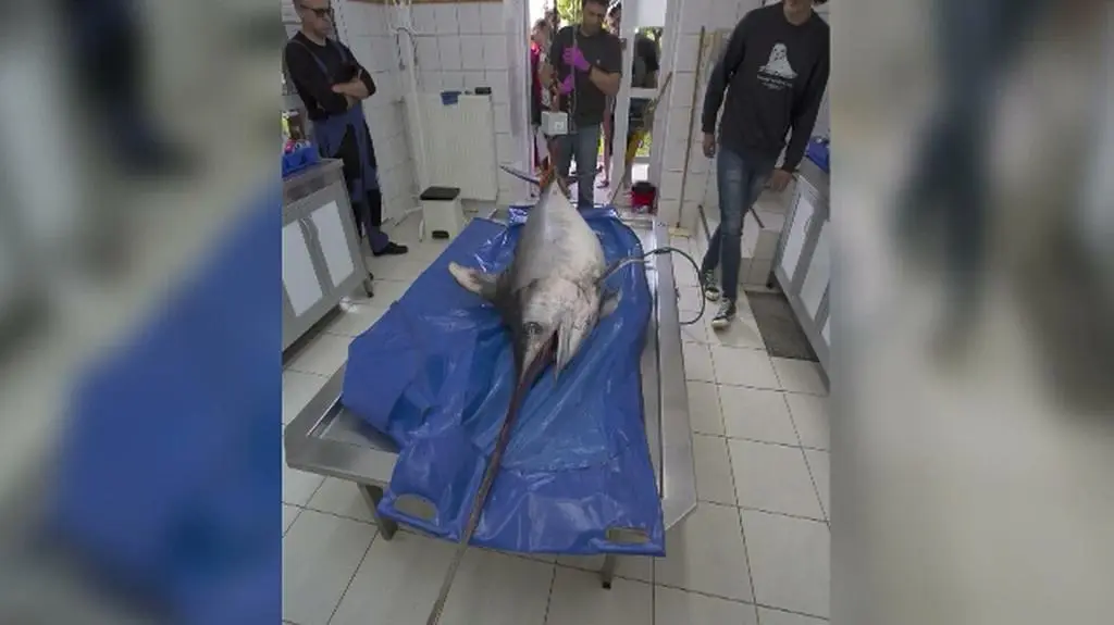 Miecznik dotarł do Stacji Moreskiej w Helu