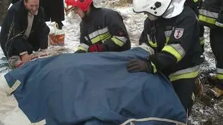 Weterynarz zajął się koniem