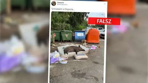 "Tymczasem w Sopocie". Gdzie naprawdę spał dzik?