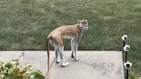 Małpa krąży po mieście i atakuje ludzi. Policja ostrzega