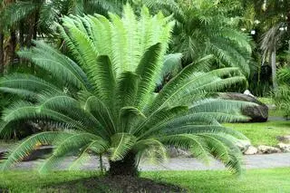 Encephalartos woodii