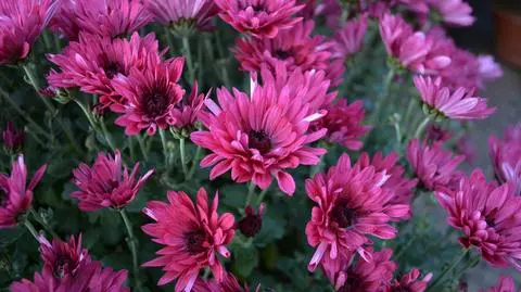 Wnioskował o 722 tysiące złotych za niesprzedane chryzantemy. Kontrola wykazała, że miał zaledwie 400 doniczek