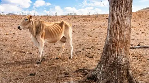 Według Światowego Programu Żywnościowego (WFP) na Półwyspie Somalijskim, gdzie leży Etiopia, panuje największa susza od ponad czterech dekad