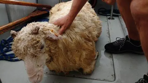 Ruszyli na pomoc owcy, która wpadła do jeziora