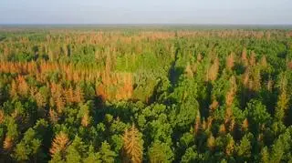 Postanowienie sądu dotyczy terenu trzech puszczańskich nadleśnictw (zdjęcie z października 2017 roku)