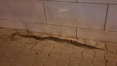 Wąż na ulicy
