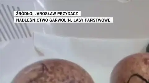 NADLEŚNICTWOGARWOLIN