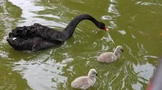 Łabędzie na wodzie