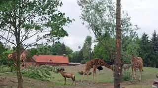 Trwa wielka rozbudowa zoo