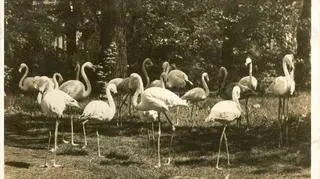 Flamingi we wrocławskim ZOO, 1938 rok