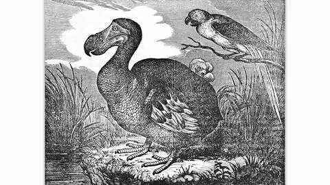 Dodo (łac. Raphus cucullatus). Ilustracja z 1834 roku