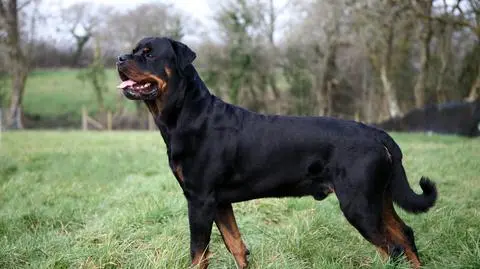 Biegacz rozszarpany przez psy 