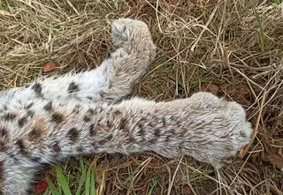 Ktoś zastrzelił rysicę. Wyznaczono 10 tysięcy złotych nagrody za wskazanie sprawcy