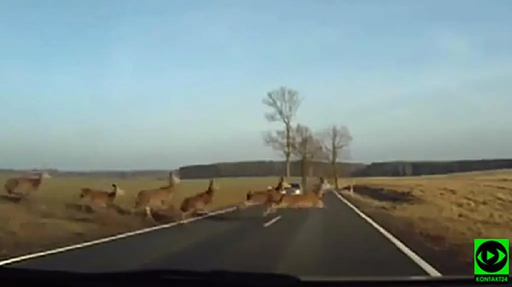 Safari po polsku