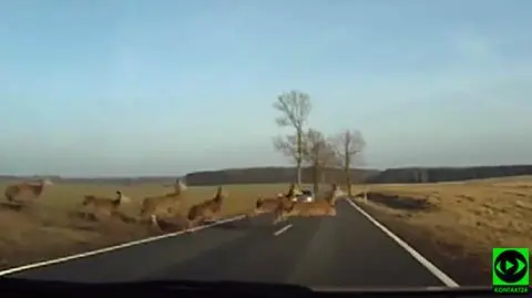 Safari po polsku