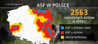 ASF w Polsce