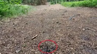 Wbite w ścieżkę metalowe kolce, znaleźli między innymi rowerzyści 