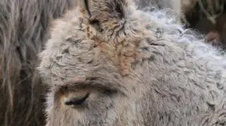 Długorzęsa ośliczka 