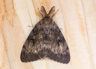 Brudnica nieparka (Lymantria dispar) - zdjęcie poglądowe